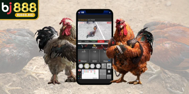 Một số lưu ý quan trọng khi tải app đá gà Thomo về thiết bị