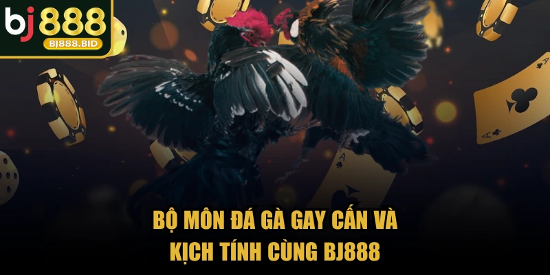 Bộ môn đá gà gay cấn và kịch tính cùng BJ888
