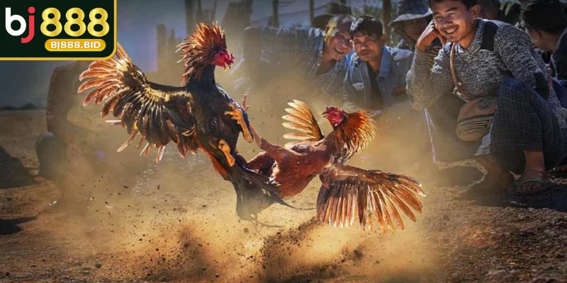Loại hình cựa dao kịch tính